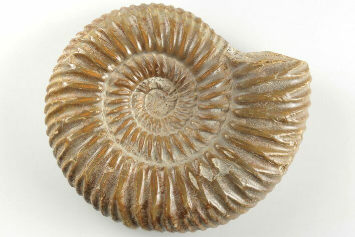 2.6" Polished Jurassic Ammonite (Perisphinctes) - Madagascar